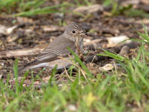 spotted flycatcher