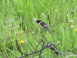 Stonechat