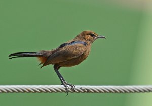 Indian Robin (Female)