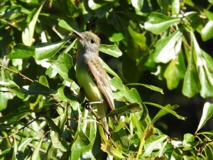 Great Crested Flycatcher II