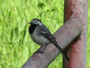 White Wagtail