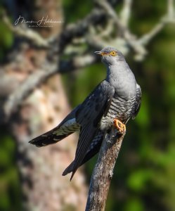 Cuckoo