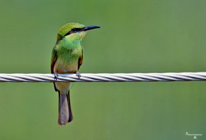 Green Bee-eater Juvenile