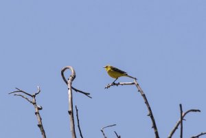 Yellow Wagtail