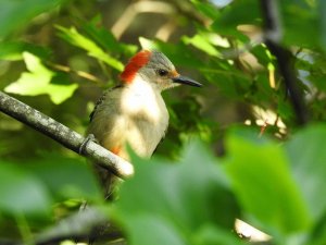 Female Red-bellied Woodpecker, I picture.