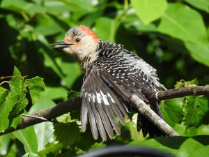 Female Red-bellied Woodpecker, III picture.