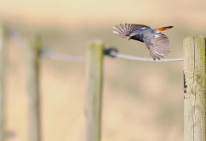 High Jumping