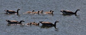 Two families of Barnacle geese