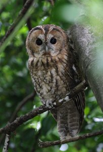 Tawny Owl