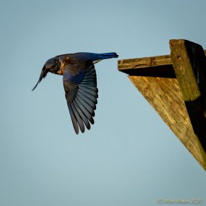 Western Bluebird taking off from post