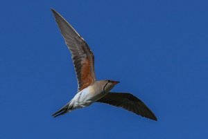 Collared Pratincole