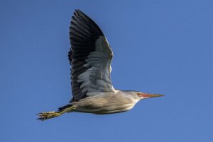 Little Bittern