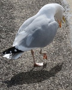 Belligerent gull