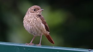 juvenile common redstart