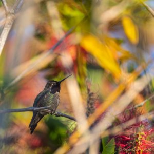 Anna's Hummingbird With Wild Colors