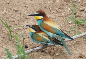 Bee-eaters mating