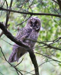 Long-eared Owl - Holyrood Park, Edinburgh UK