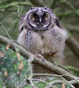 Juvenile Long-eared Owl