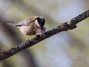 Bearded tit