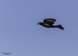Grackle doing a flyby