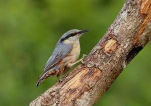 Nuthatch