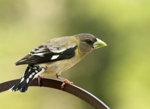 Evening Grosbeak female