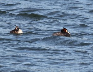 great crested grebes