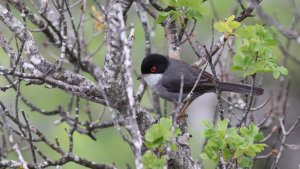 male sardinian warbler