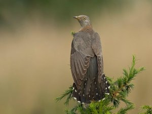 Common cuckoo female