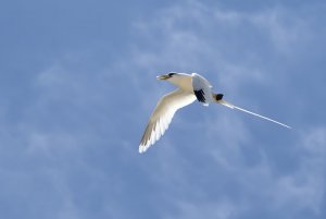 White tailed tropicbird