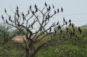 Little Cormorant  Group