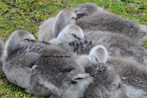 Sleepy fluffies