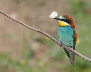 European Bee-eater with Butterfly
