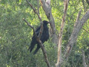 Wet Raven