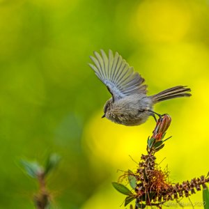 Bushtit taking off