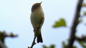 chiffchaff (Phylloscopus collybita)