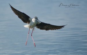 Black winged Stilt