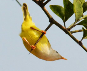 Senegal Eramomela