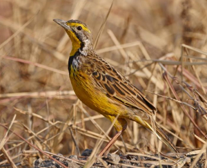 Yellow Throated Longclaw