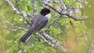 sardinian warbler (male)