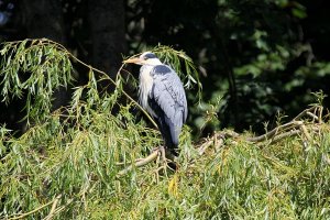 heron