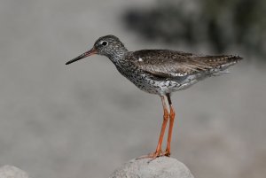 redshank