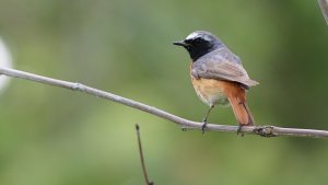 male common redstart