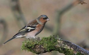 Chaffinch