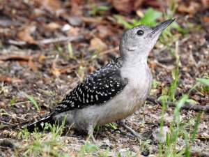 Immature Red-bellied Woodpecker