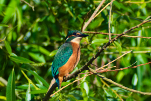 Kingfisher