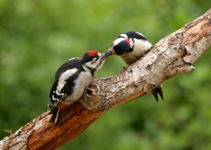 Great Spotted Woodpecker