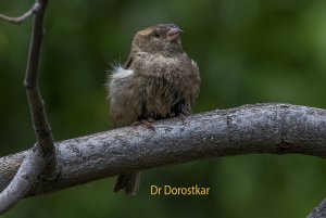 House Sparrow