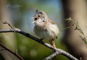 Whitethroat