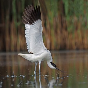 Pied Avocet